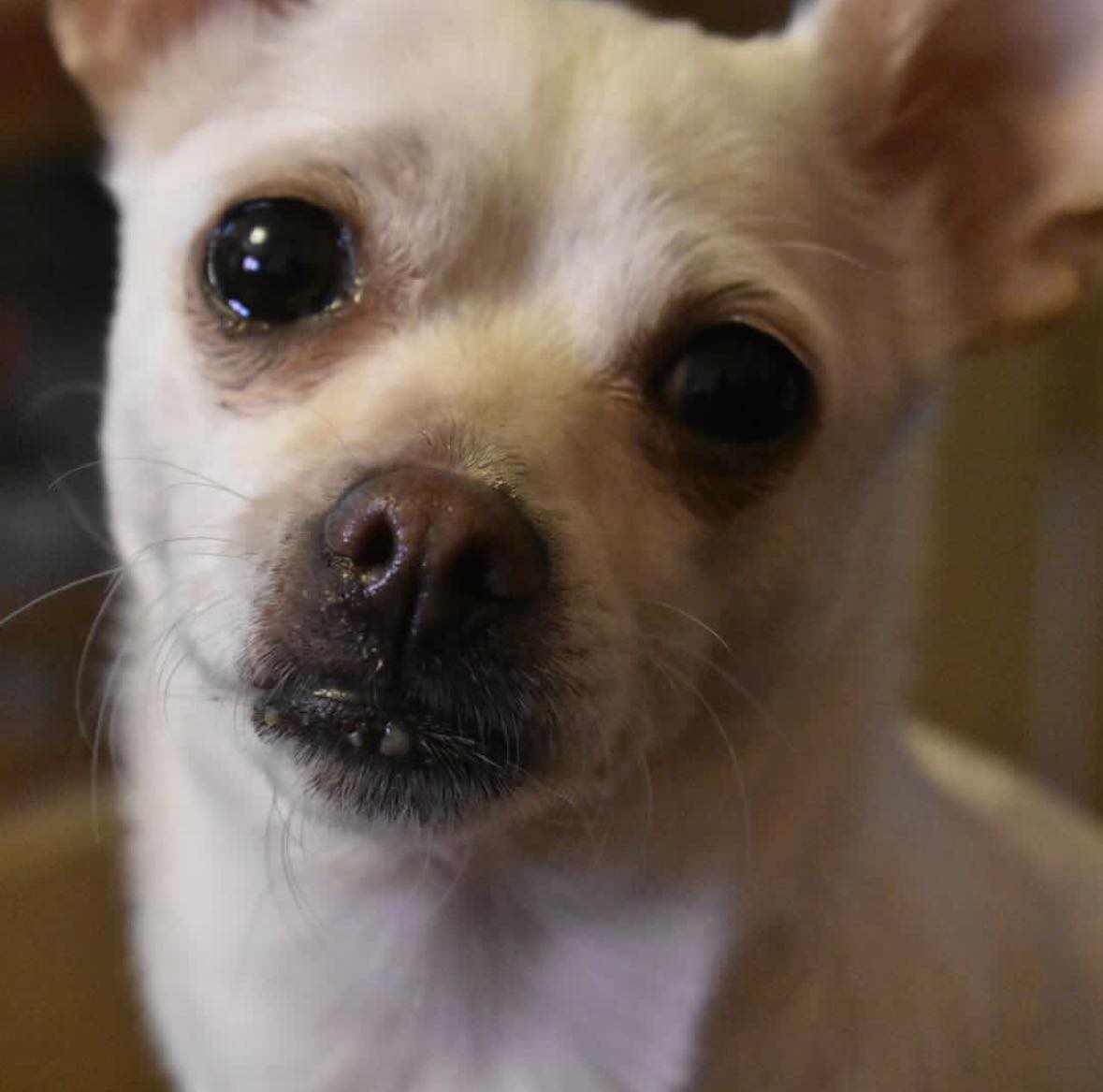 Max the dog